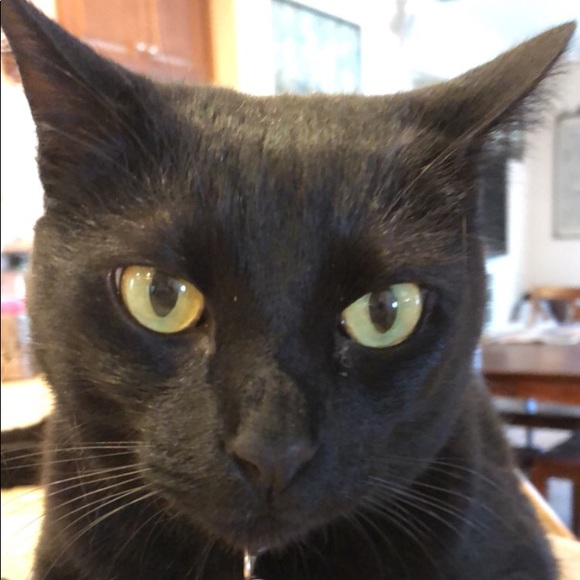 Meet your Posher, Serritella decarlo - Picture 1 of 1